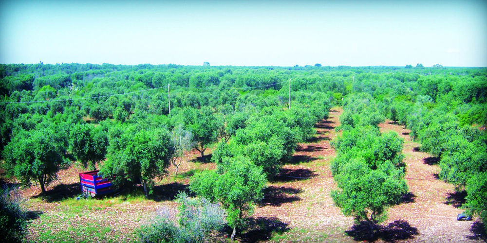 Гостевой дом Masseria Nuova San Marzano di San Giuseppe Экстерьер фото